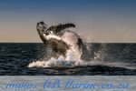 Whale Watching Port Elizabeth