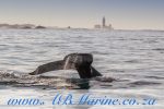 AB Marine Whale Watching Tours