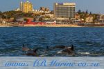 Dolphin Watching Port Elizabeth